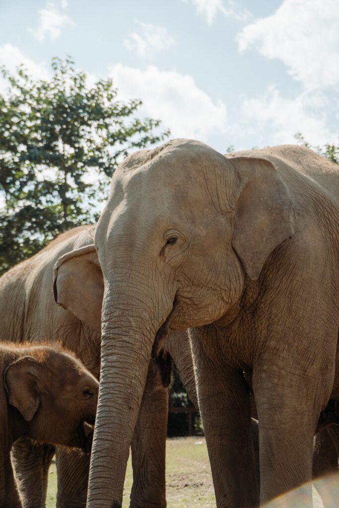 elephant encounter on 10 day thailand itinerary