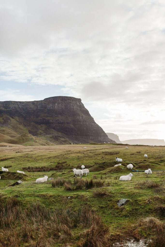 sheep on green hills in scotland