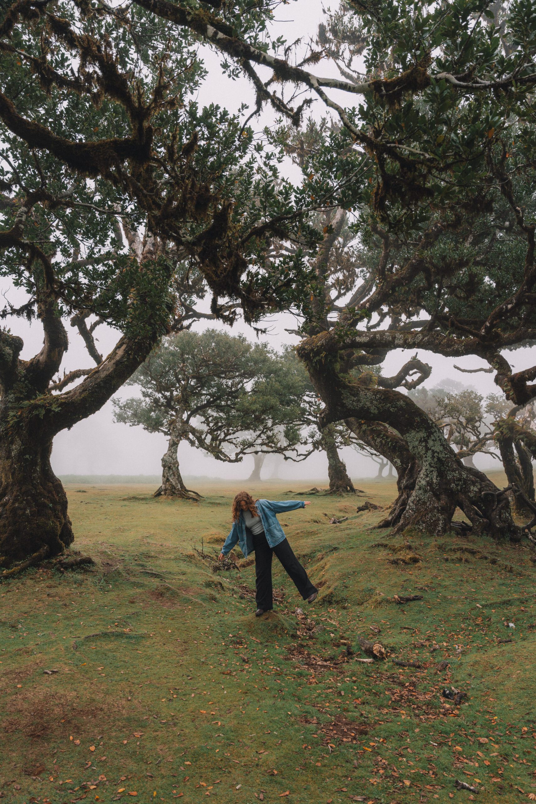 fanal forest laurel trees madeira