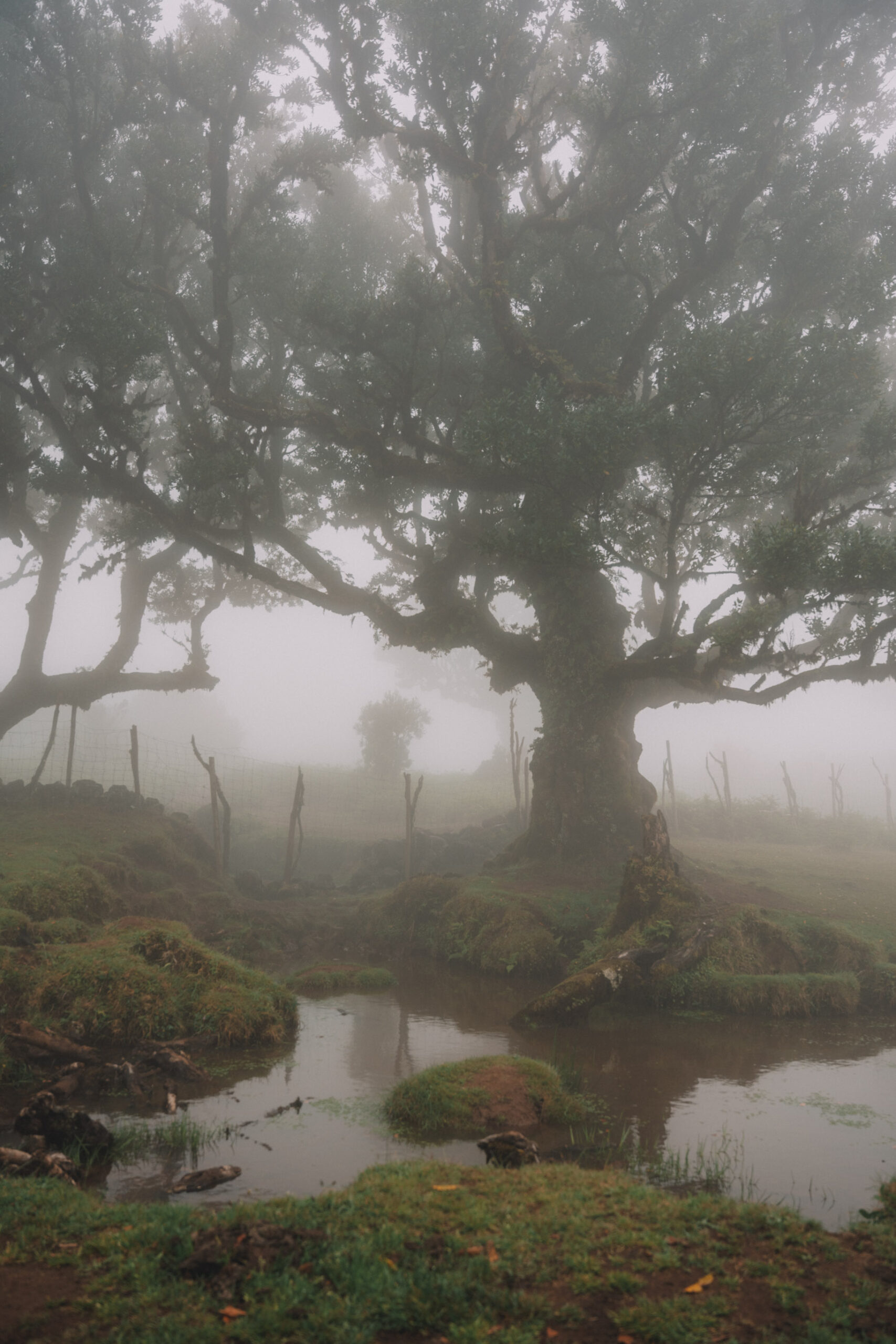 fanal forest madeira laurel trees