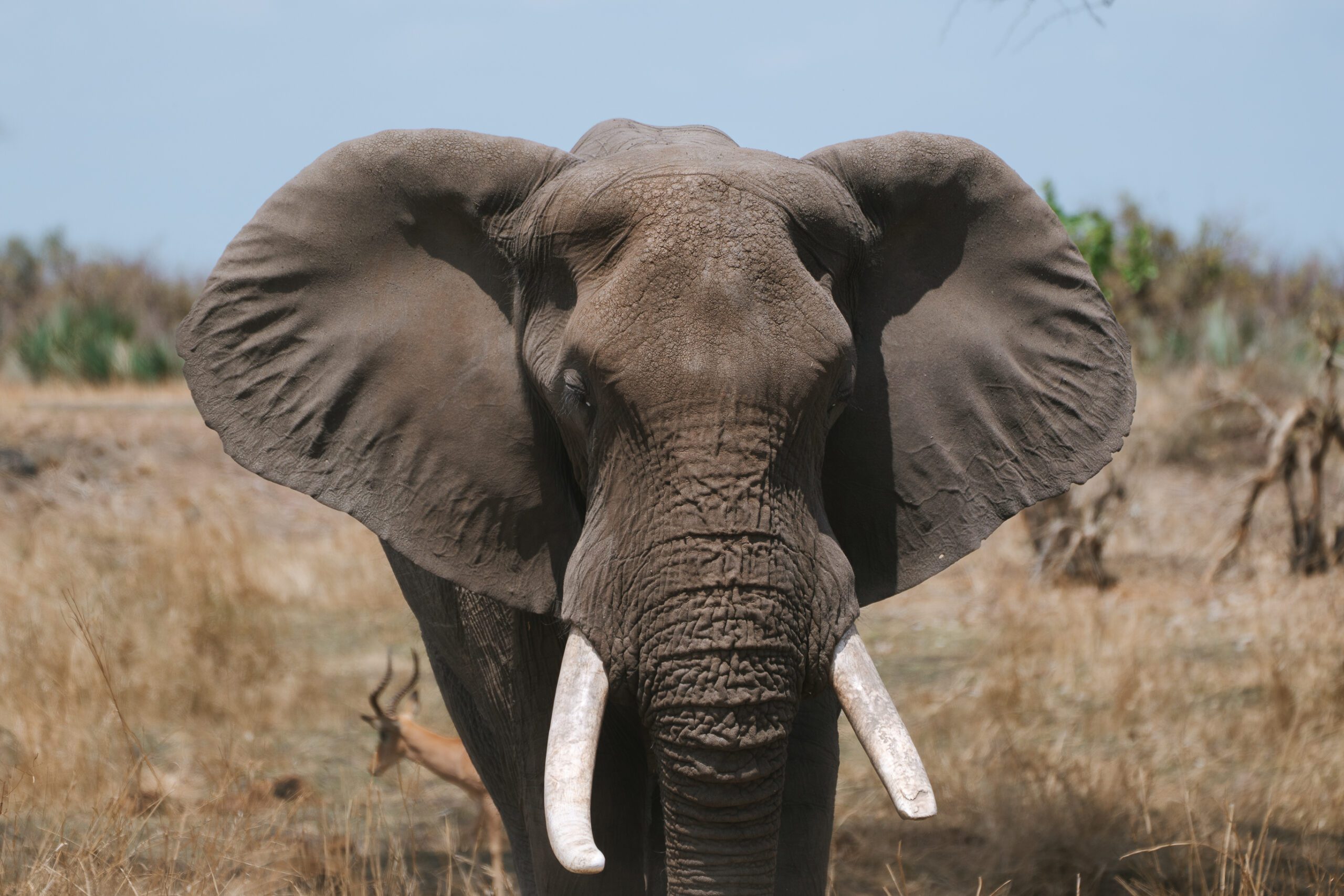 bull elephant in kruger national park south africa