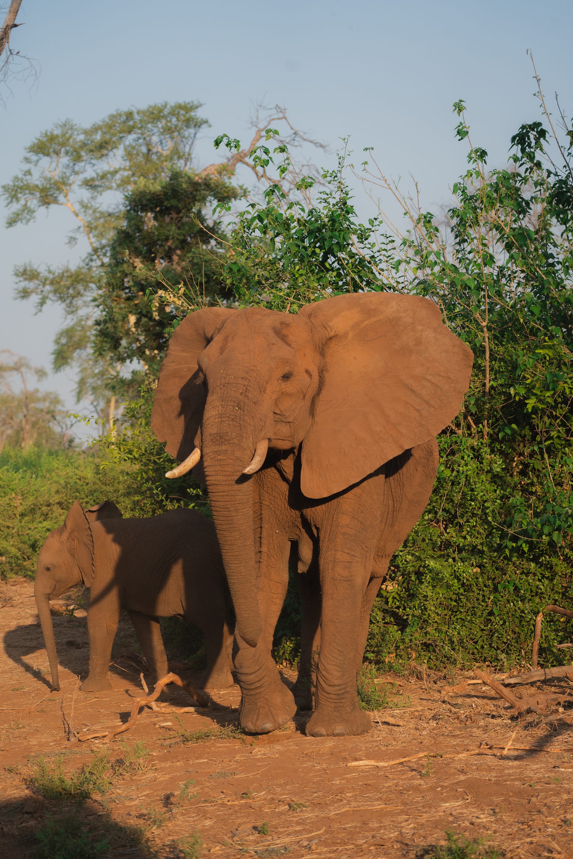 elephant spotted on 10 day south africa itinerary safari