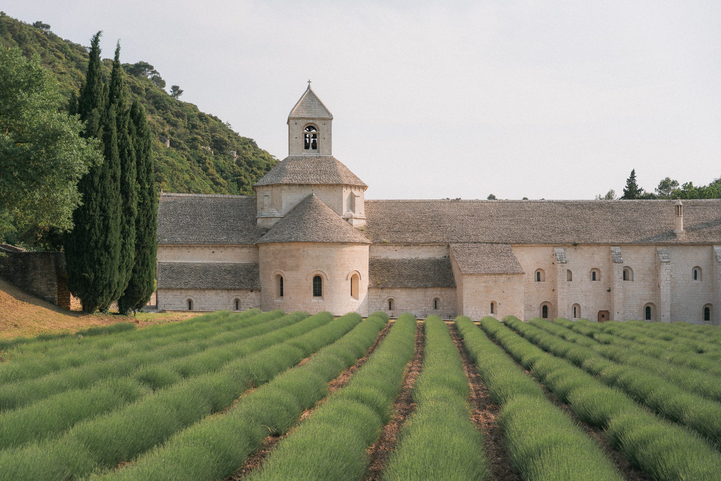 lavender fields and the Abbaye Notre-Dame de Sénanque, Provence, Gordes, France